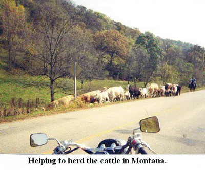 cow herding with a motorcycle