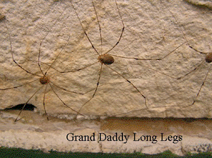 Spiders grandaddy longlegs