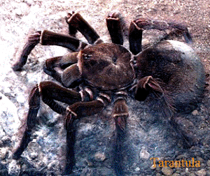 spiders: tarantula are not often spotted on the road, but occasionally