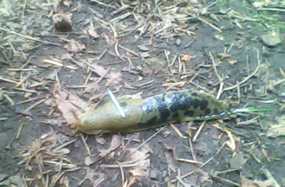 giant banana slug on Salt Spring island