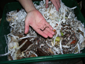worm composting bin inside