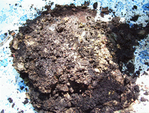 worm compost, not quite fully composted