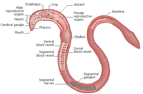 worm anatomy